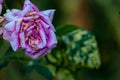 In the foreground you can see a pink rose that is withering against a green background Royalty Free Stock Photo