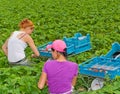 Foreign seasonal workers picking strawberries