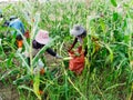 Foreign workers Burmese Myanmar or Burma Hire to harvest Sweet corn