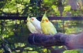 Foreigner Colourful three parrots sitting on branch in a zoo