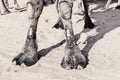 Forelegs of a camel dromedary