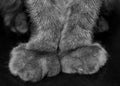 The forelegs cat. Paws declawed. Black and white photo.