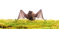 Forelimbs adapted as wings. Mammals naturally capable of true and sustained flight. Bat emit ultrasonic sound to produce Royalty Free Stock Photo