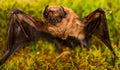 Forelimbs adapted as wings. Mammals naturally capable of true and sustained flight. Bat emit ultrasonic sound to produce