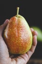 Forelle Pear Royalty Free Stock Photo