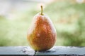 Forelle Pear Royalty Free Stock Photo