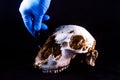 Forensic examinations with scientific tools on sheep skull Royalty Free Stock Photo