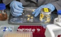 Forensic scientist analyses larvae from a cadaver in a murder case in crime lab