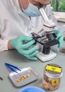 Forensic scientist analyses larvae from a cadaver in a murder case in crime lab