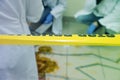 Forensic technicians taking DNA sample from blood stain with cotton swab on murder crime scene. Criminological expert collecting