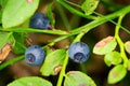 Fores fruits. Wild ripe bilberry berries. Royalty Free Stock Photo