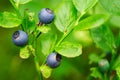 Fores fruits. Wild ripe bilberry berries. Royalty Free Stock Photo
