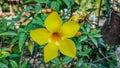 A fores yellow fresh flower Royalty Free Stock Photo