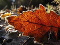 Forest Royalty Free Stock Photo