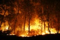 Forest Ablaze at Night
