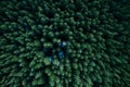 Forest from above Royalty Free Stock Photo