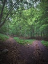 Forest above the village Kuchyna, two ways, Slovakia Royalty Free Stock Photo