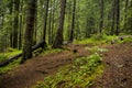 Forest above the Wonderful bridges Royalty Free Stock Photo