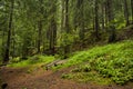 Forest above the Wonderful bridges Royalty Free Stock Photo