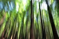 Forest abstract background