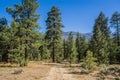 Forest Access Road in San Bernadino Mountains