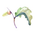Forest acorn green leaf and nut. Watercolor background illustration set. Isolated oak illustration element.