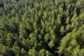 Forest aerial view. Pine trees in forest shot from drone