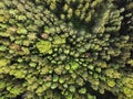 Forest aerial view. Tops of green trees. Aerial shot of forest landscape