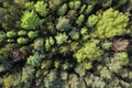 Forest aerial view. Tops of green trees. Aerial shot of forest landscape