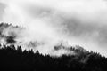 Forest afrer rain. Dark tree and light clouds of vaporizing water