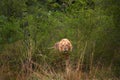 Forest African lion in the nature habitat, green trees, Okavango delta, Botswana in Africa