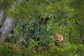 Forest African lion in the nature habitat, green trees, Okavango delta, Botswana in Africa