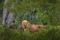 Forest African lion in the nature habitat, green trees, Okavango delta, Botswana in Africa. Wild cat hidden in the forest