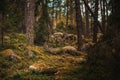 Forest at afternoon during autumn with evergreen trees and mois moss Royalty Free Stock Photo