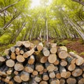 Forest alder and hornbeam trees. Log trunks pile with hatchet for chopping wood logs in front of timber