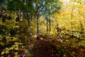 Forest in Algonquin Park, Canada