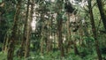 Forest in Alishan taiwan,taichung