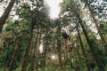 forest in Alishan taiwan,taichung