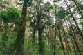 forest in Alishan taiwan,taichung