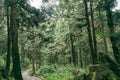 forest in Alishan taiwan,taichung