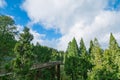 forest in Alishan taiwan,taichung