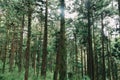 Forest in Alishan taiwan,taichung