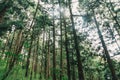 Forest in Alishan taiwan,taichung