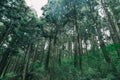Forest in Alishan taiwan,taichung
