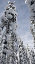 Sky framed by the trees - Lapland Royalty Free Stock Photo