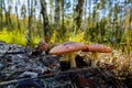 Forest Amanitas Royalty Free Stock Photo