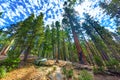 Forest of ancient sequoias in Yosemeti National Park Royalty Free Stock Photo