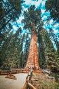 Forest of ancient sequoias in Yosemeti National Park Royalty Free Stock Photo