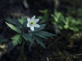 Forest anemone, Anemone nemorosa