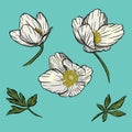 Forest anemone spring flower drawing sketch vector